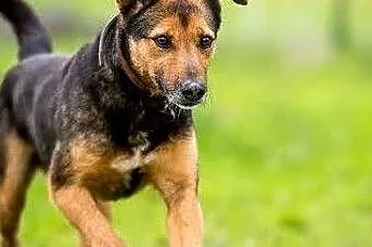 WALIK poleca się do adopcji - zrozum, że nie ma innej opcji ;), , Lublin