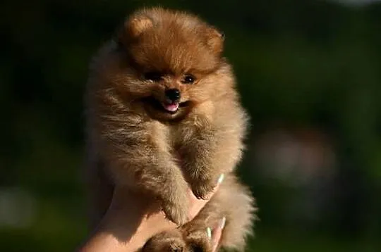 szpic miniaturowy / pomeranian / boo / suczka / fci