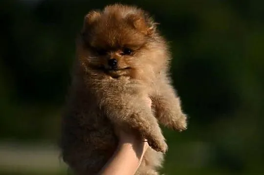 szpic miniaturowy / pomeranian / boo / suczka / fci, Małopolskie, Nowy Sącz