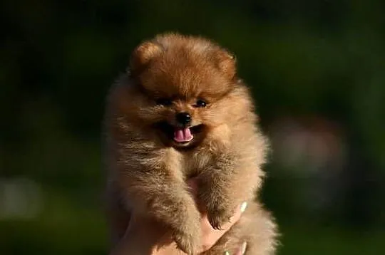 szpic miniaturowy / pomeranian / boo / suczka / fci, Małopolskie, Nowy Sącz