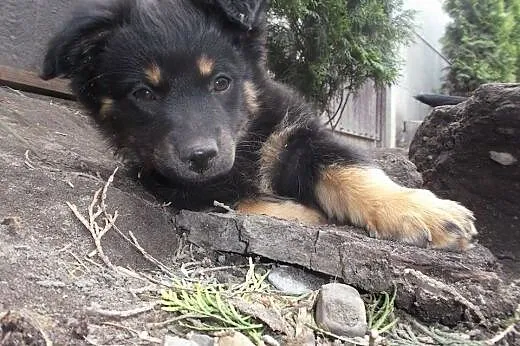 Dwie male czteromiesięczne sunie do adopcji,  mało