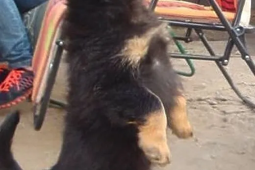 Dwie male czteromiesięczne sunie do adopcji,  mało