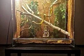 Sprzedam Terrarium szklane 80 × 39,6 × 85 cm + 2 lampy UVB