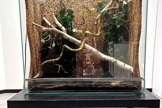 Sprzedam Terrarium szklane 80 × 39,6 × 85 cm + 2 lampy UVB, Pomorskie, Gdańsk