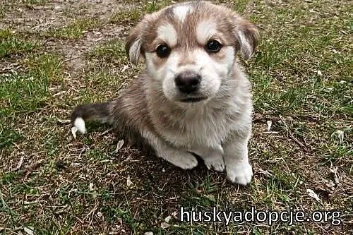COOKIE- słodki szczeniak mix husky do adopcji,  wielkopolskie Poznań