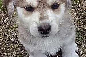 COOKIE- słodki szczeniak mix husky do adopcji,  wi