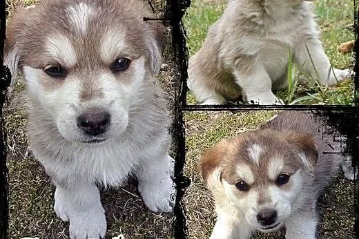 COOKIE- słodki szczeniak mix husky do adopcji,  wi