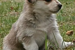 COOKIE- słodki szczeniak mix husky do adopcji,  wi