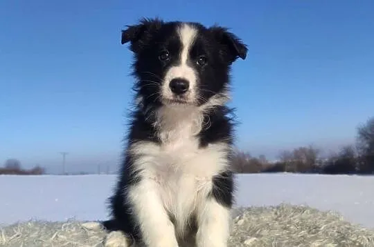 Rasowy BORDER COLLIE z prof. Hodowli, Pies z pełną dok.