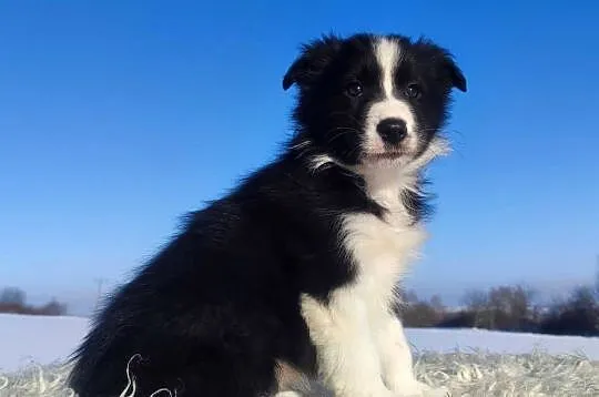Rasowy BORDER COLLIE z prof. Hodowli, Pies z pełną dok., Małopolskie, Kraków