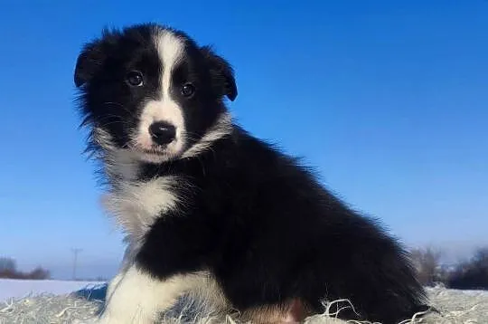 Rasowy BORDER COLLIE z prof. Hodowli, Pies z pełną dok., Małopolskie, Kraków