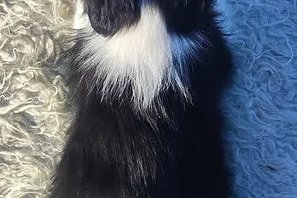 Rasowy BORDER COLLIE z prof. Hodowli, Pies z pełną dok., Małopolskie, Kraków
