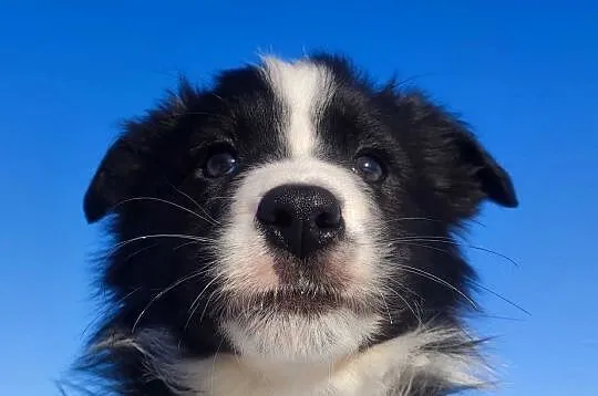 Rasowy BORDER COLLIE z prof. Hodowli, Pies z pełną dok., Małopolskie, Kraków