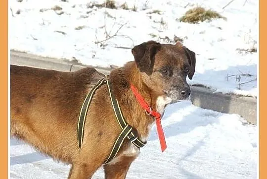 MAŁPKA 5 lat,średnia czekoladowa sunia, przyjazna,