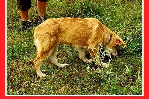 9 mies. suczka średnia,wesoła,łagodna LEOSIA.Adopcja,  małopolskie Kraków