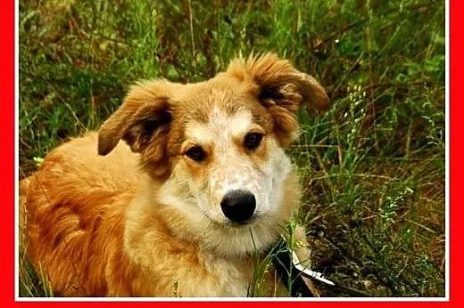 9 mies. suczka średnia,wesoła,łagodna LEOSIA.Adopc