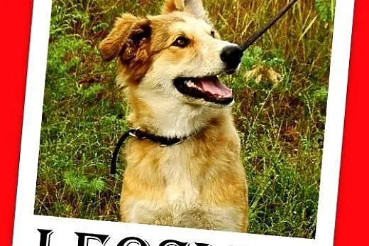 9 mies. suczka średnia,wesoła,łagodna LEOSIA.Adopc