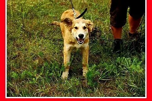 9 mies. suczka średnia,wesoła,łagodna LEOSIA.Adopc