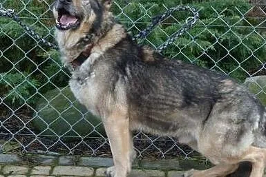 Paskal - czy odejdzie zapomniany w zimnym kojcu?, 