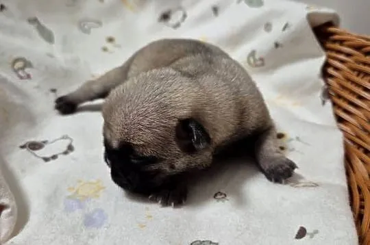 Mops szczeniak sunia dziewczynka