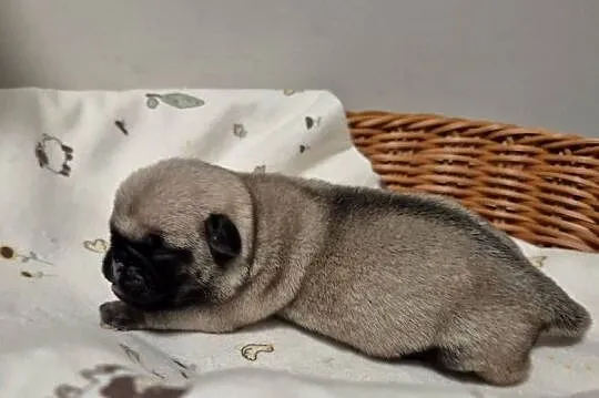 Mops szczeniak sunia dziewczynka, Dolnośląskie, Wrocław
