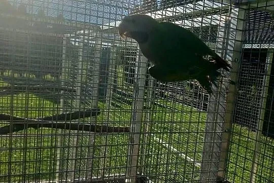 Sprzedam Aleksandrety Chińskie z woliery zewnętrznej, Opolskie, Ozimek
