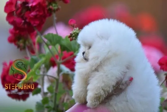 Szczenięta Pomeranian BOO | Szczenięta szpica miniaturowego (Pomeranian), Mazowieckie, Warszawa