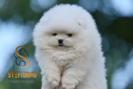 Szczenięta Pomeranian BOO | Szczenięta szpica miniaturowego (Pomeranian)
