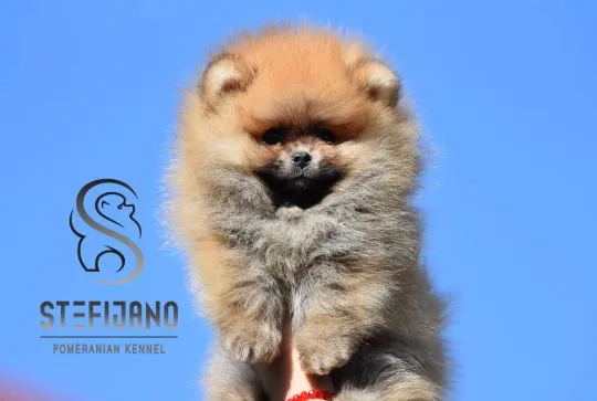 Szczenięta Pomeranian BOO | Szczenięta szpica miniaturowego (Pomeranian), Mazowieckie, Warszawa