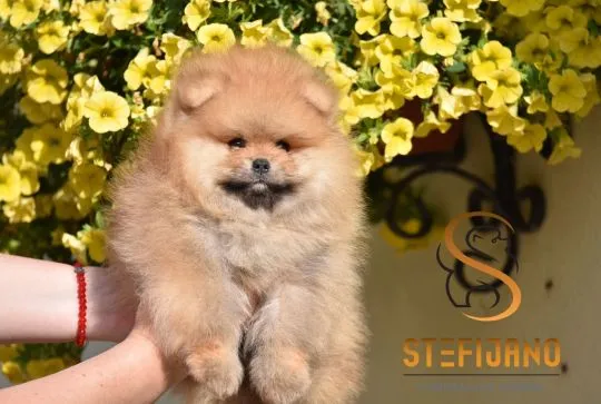 Szczenięta Pomeranian BOO | Szczenięta szpica miniaturowego (Pomeranian), Mazowieckie, Warszawa