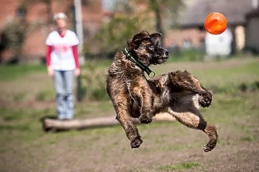 Cierpliwa i spokojna Londi do adopcji,  dolnośląsk
