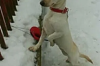 Maleńka, 9 m-czna sunia NALA PILNIE potrzebuje dom