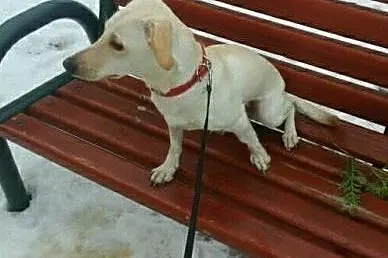 Maleńka, 9 m-czna sunia NALA PILNIE potrzebuje dom