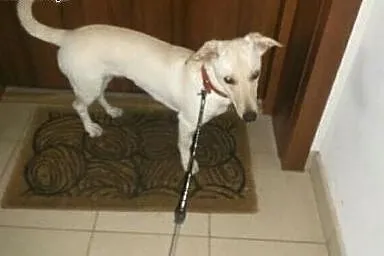 Maleńka, 9 m-czna sunia NALA PILNIE potrzebuje dom