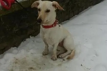 Maleńka, 9 m-czna sunia NALA PILNIE potrzebuje dom