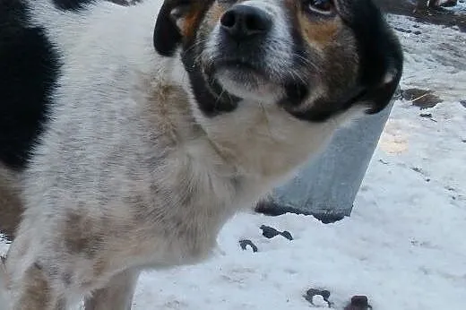 Oskar przyjacielski psiak -  mix foxterrierka ,  mazowieckie Warszawa