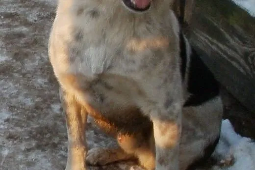 Oskar przyjacielski psiak -  mix foxterrierka ,  m
