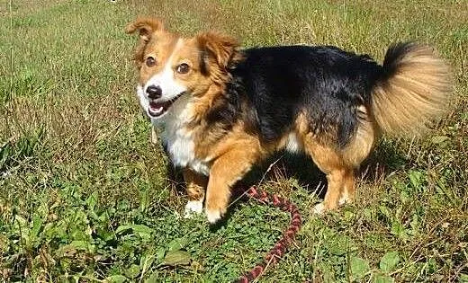 Lucky - parę kilo psiego szczęścia na wyciągnięcie