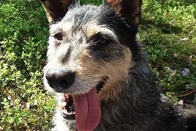Foksiu - super pies do adopcji!,  mazowieckie Warszawa