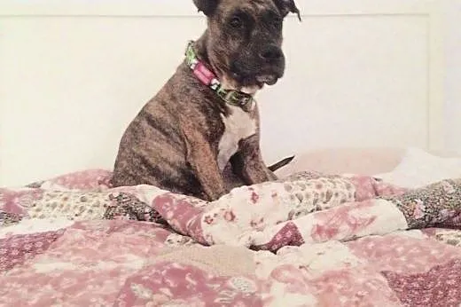 Amstaffka Saba czeka na dobry dom, Amstaff cała Polska