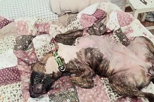 Amstaffka Saba czeka na dobry dom,  Amstaff cała P