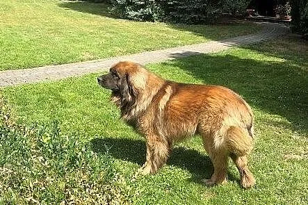 Psy szczeniaki Leonberger, Tereszyn