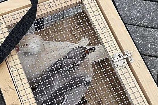 Sprzedam parke kaczek karolinek