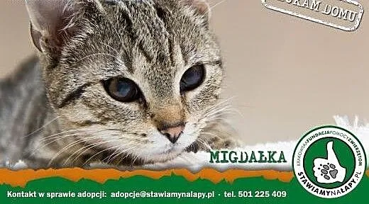 Migdałka. Fundacja Stawiamy Na Łapy, małopolskie