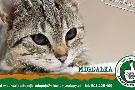 Migdałka. Fundacja Stawiamy Na Łapy,  małopolskie 