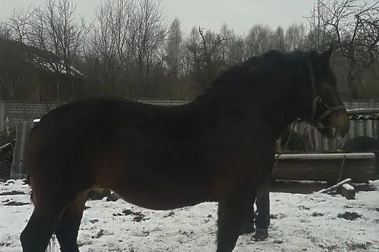 Sprzedam klacz