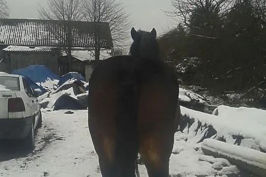 Sprzedam klacz