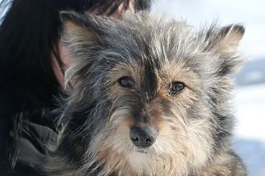 Bacia, piękna, łagodna, długowłosa suczka ADOPCJA