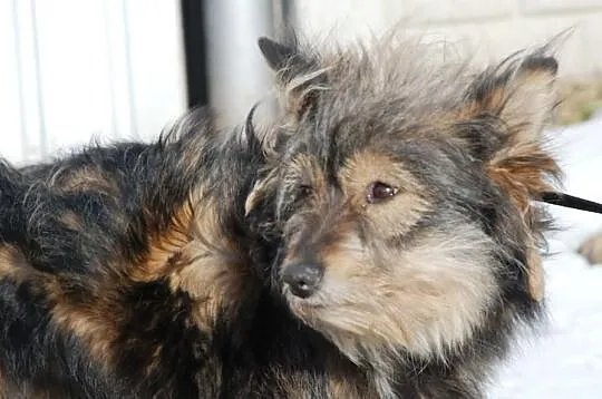 Bacia, piękna, łagodna, długowłosa suczka ADOPCJA