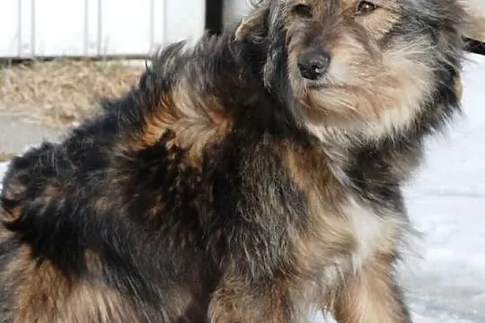 Bacia, piękna, łagodna, długowłosa suczka ADOPCJA